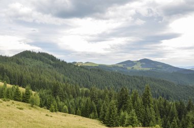 Çimenli yamacın yoğun kozalaklı ormanlara doğru uzanan manzarası. Ağaçlar uzaklaşıyor ve arka planda Carpathian dağ sırtı var.
