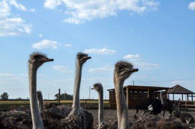 Çok sayıda devekuşu, uzun boyunları açık bir gökyüzüne doğru seyrek bulutlarla uzanıyor. Devekuşları meraklı ya da tetikte görünürler. Bazıları kameraya bakar.