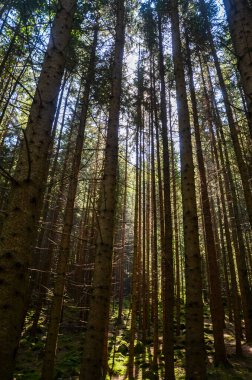 Parlak bir gökyüzünün altında uzun, ince ağaçları olan sakin bir orman. Güneş ışığı gölgelikten süzülür, orman zeminine ışık saçar. Doğa, ormanlar ve açık hava manzarası ile ilgili konular için ideal