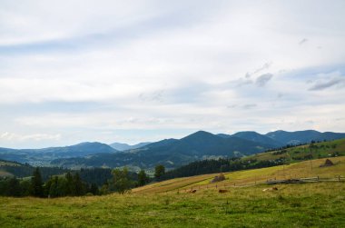 Tomurcuklanan tepelere dönüşen yemyeşil çayır. Ağaçlar ve görkemli dağ sıraları ufuk boyunca uzanıyor. Parçalı bulutlu bir gökyüzünün altında. Karpat Dağları, Ukrayna