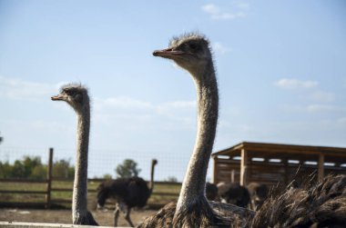 Uzun boyunlu devekuşları, küçük kafaları ve bir çitin arkasında duran kendine özgü tüy desenleri.