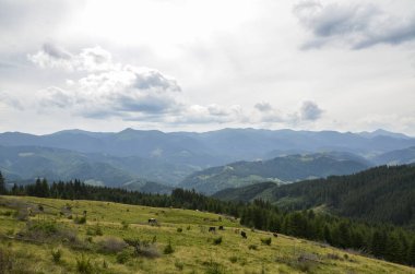 İneklerin sürüsü çimenli bir çayırda huzur içinde otluyor. Arkaplanda kayan tepeler ve dağlarla parçalı bulutlu bir gökyüzünün altında. Karpat Dağları, Ukrayna