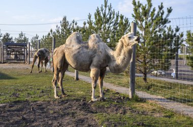 Beyaz iki hörgüçlü deve kumlu zeminde seyrek bitki örtüsüyle birlikte hayvan muhafazasında duruyor. Vahşi yaşamı koruma, deve çiftliği ve hayvan barınaklarına eğitici ziyaretler.