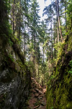 Yoğun yeşillik ve büyük yosun kaplı Dovbush kilerleriyle çevrili sakin orman patikaları. Güneş ışığı ağaçların arasından süzülür ve patikada huzur dolu bir parıltı bırakır. Karpatlar, Ukrayna 