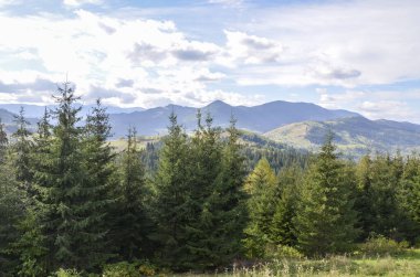 Canlı, mavi bir gökyüzü altında, tüylü bulutların altında yemyeşil ağaçlarla dolu, dağlık bir manzaranın nefes kesici manzarası, doğanın huzurlu güzelliğini ve sakin yabanı yakalıyor. Karpatlar, Ukrayna