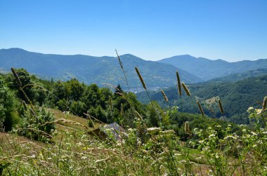 Bereketli yeşilliklerle çevrili ve canlı kır çiçekleriyle süslenmiş sakin dağ vadisinin nefes kesici manzarası. Doğal güzellikler arasında huzurlu bir ortam, barışı ve doğayla bağlantıyı çağrıştırıyor.