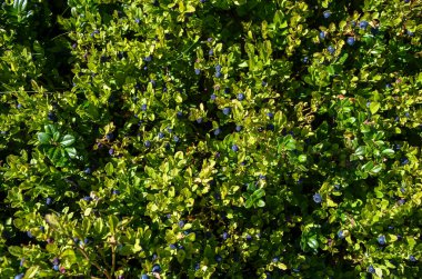 Olgun yaban mersinleriyle dolu yoğun yeşillik çalıların üzerinde doğal gün ışığında yetişiyor, tazeliği ve canlılığı iletiyor.