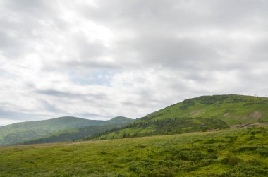 Bulutlu gökyüzünün altındaki yemyeşil tepelerin geniş manzarası huzuru ve doğanın güzelliğiyle olan bağlantıyı çağrıştırıyor. Svydovets, Karpatlar, Ukrayna