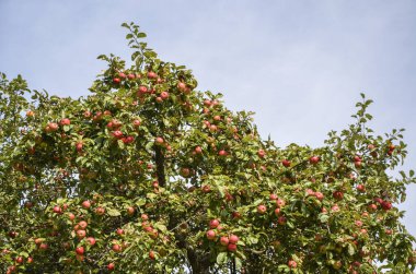 Açık gökyüzü altında sayısız kırmızı elma ve yeşil yapraklarla kaplı canlı elma ağacı, doğanın bolluğunu, hasat mevsimini ve meyve bahçesindeki kırsal sükuneti sembolize ediyor.