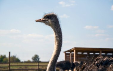 Mavi gökyüzünün altında boynunu ve başını gösteren bulanık bir çiftlik arka planına sahip devekuşunun yakın çekimi. Kırsal ortam vahşi yaşam ve doğa temaları için mükemmel.