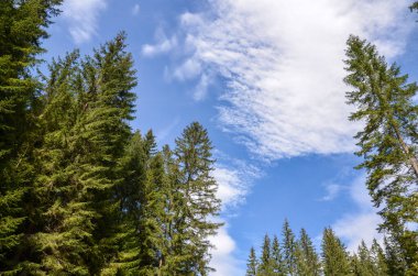 Bereketli yeşil çam ağaçları, dağınık beyaz bulutlarla bezenmiş mavi gökyüzüne doğru yükselirler. Huzurlu ve huzurlu bir doğal orman atmosferi sunarlar.