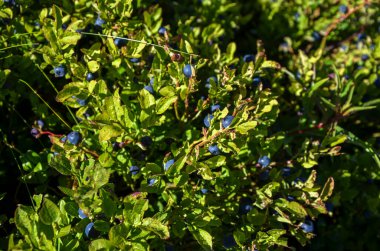 Doğal güneş ışığında yemyeşil yaban mersini çalıları, canlı yeşil yapraklar arasında ip mavisi böğürtlenlerle bezenmiş. Doğanın cömertliğinin, sağlığının ve mevsimsel güzelliğinin mükemmel bir temsili.