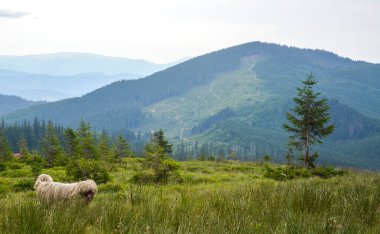 Serene dağ manzarası, yeşil ormanlık tepelerle çevrili yemyeşil çayırlarda otlayan köpeklere ev sahipliği yapar. Doğayla ve kırsal yaşam tarzıyla barışçıl bir bağ kurar.