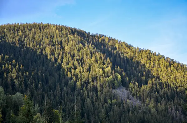 Muazzam mavi gökyüzünün altında yoğun çam ormanlarıyla kaplı görkemli dağ, çarpıcı beyaz bir bulut tarafından vurgulanıyor. Karpat Dağları, Ukrayna
