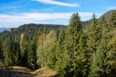 Yoğun bir dağ ormanında canlı, berrak, mavi bir gökyüzünün altında yemyeşil ağaçları gösteren sakin doğa manzarası. Karpat Dağları, Ukrayna