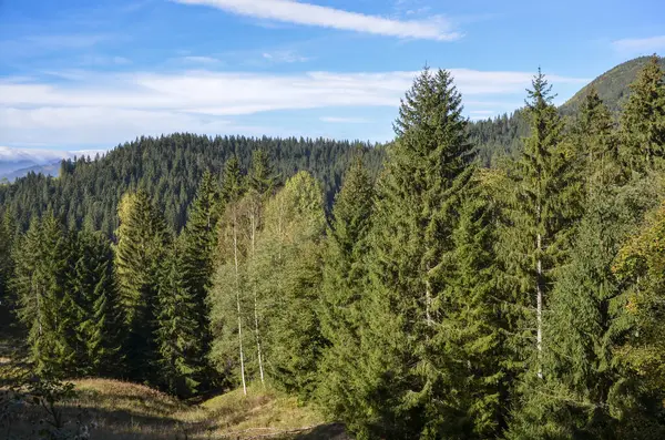 Yoğun bir dağ ormanında canlı, berrak, mavi bir gökyüzünün altında yemyeşil ağaçları gösteren sakin doğa manzarası. Karpat Dağları, Ukrayna