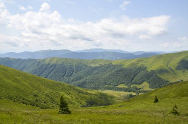 Güzel yuvarlanan yeşil tepeler, dağınık beyaz bulutlarla, parlak mavi bir gökyüzünün altında doğal bir manzaranın huzurlu güzelliğini yakalıyor. Karpat Dağları, Ukrayna