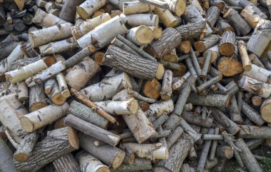 Geniş, yoğun, taze kesilmiş kütükler ve dallar, çeşitli kabuk dokuları ve açıkta kalmış odunlar, kışa hazır.