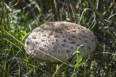 Büyük, açık kahverengi mantarlı pullu bir şapka yeşil ve kahverengi çimenlerin ve yaprakların arasında oturur, güneş ışığıyla yıkanır.