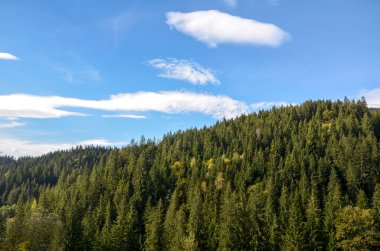 Yokuş yamacını kaplayan yemyeşil ağaçlardan oluşan sık ve yeşil bir ormanı barındıran sakin bir manzara. Yoğun ormanın üzerinde birkaç ince bulut asılı parlak mavi bir gökyüzü. Karpat Dağları, Ukrayna