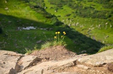 Küçük sarı kır çiçekleri kümesi, sarp yeşil bir yamacın bulanık arka planına kurulmuş, küçük bir toprak ve çimen yığını üzerinde yetişir. Ön plan büyük, düz kayalardan oluşur.