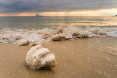 Sahilde gün batımında deniz kabuğu.