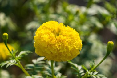 Altın sarısı Renk Taze yetişmiş Bitki Etiketleri Bahar mevsiminde Bahçe Bahçesi İçin Ayçiçeği Çiçekleri