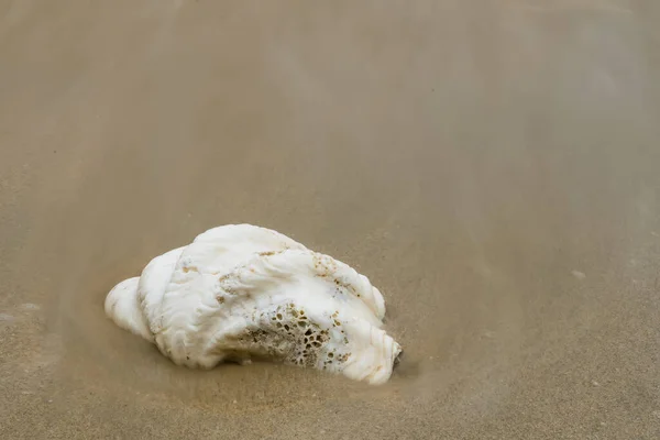 Раковина Пляже Закате — стоковое фото