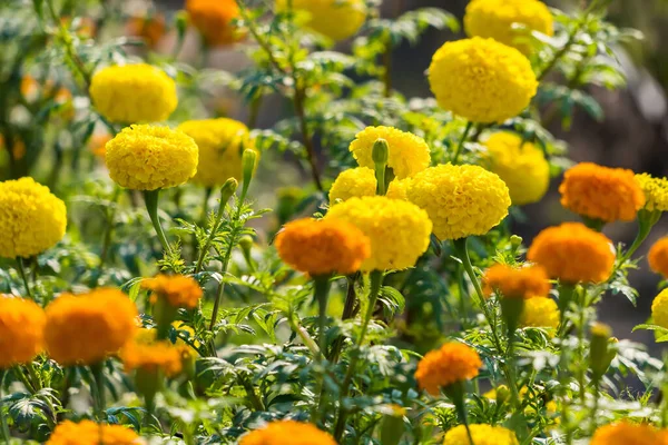 Color Amarillo Dorado Flores Frescas Caléndula Los Tagetes Herbarios Recién — Foto de Stock