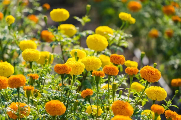 Color Amarillo Dorado Flores Frescas Caléndula Los Tagetes Herbarios Recién — Foto de Stock