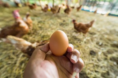 Tavuk çiftliğinde elinde tavuk yumurtası.