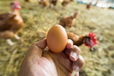 Tavuk çiftliğinde elinde tavuk yumurtası.