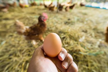 Tavuk çiftliğinde elinde tavuk yumurtası.