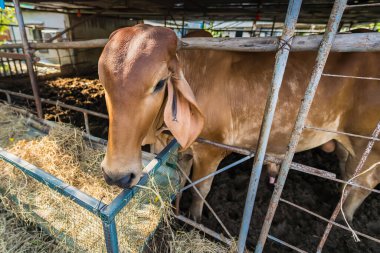 Tayland inekleri, Tayland 'ın kırsalındaki süt çiftliğinde inek ahırında..