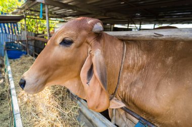 Tayland inekleri, Tayland 'ın kırsalındaki süt çiftliğinde inek ahırında..
