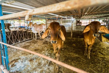 Tayland inekleri, Tayland 'ın kırsalındaki süt çiftliğinde inek ahırında..