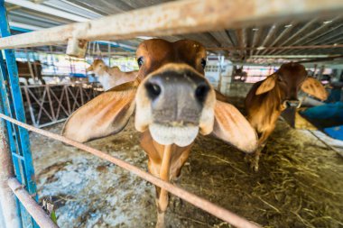 Tayland inekleri, Tayland 'ın kırsalındaki süt çiftliğinde inek ahırında..