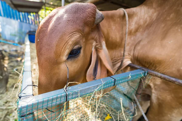 stock image Thailand cows in cowshed on dairy farm in countryside of Thailand.