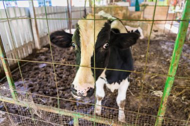 Tayland 'ın kırsalındaki mandıra inekleri.