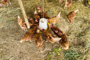 Tavuk çiftliğinde tavuk yemek. Tayland 'da organik kümes hayvanları evi.