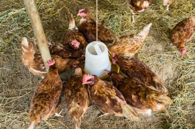 Tavuk çiftliğinde tavuk yemek. Tayland 'da organik kümes hayvanları evi.