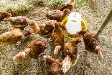 Tavuk çiftliğinde tavuk yemek. Tayland 'da organik kümes hayvanları evi.