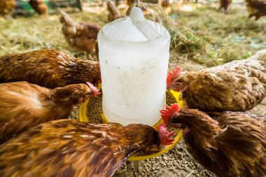 Tavuk çiftliğinde tavuk yemek. Tayland 'da organik kümes hayvanları evi.