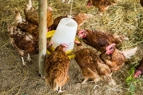 Tavuk çiftliğinde tavuk yemek. Tayland 'da organik kümes hayvanları evi.