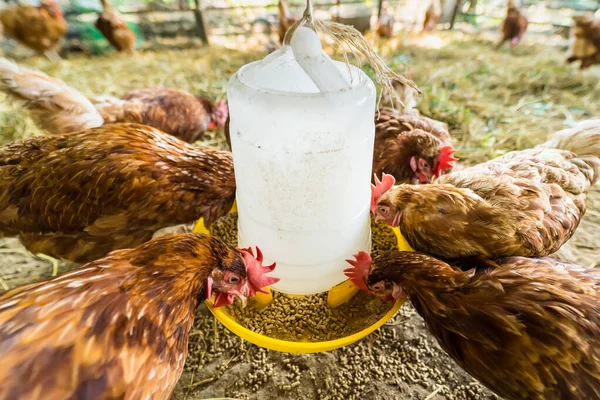 Csirkeszeletek Csirkefarmon Organikus Baromfiház Thaiföldön Stock Kép