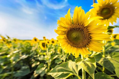 Ayçiçekli sarı tarla. Mavi gökyüzüne karşı büyük sarı ayçiçeği. Lopburi, Tayland 'da ayçiçeği tarlası.