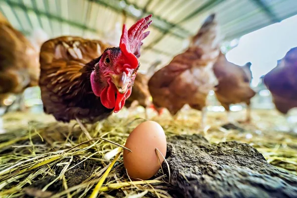 Fresh Eggs Chicken Coop Thailand Images De Stock Libres De Droits