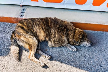 Stray dogs sleep on the cement floor.