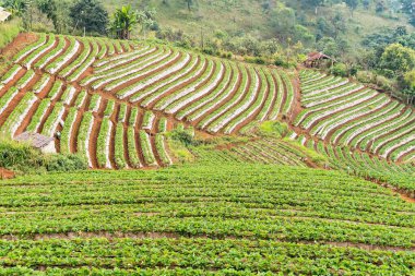 Doi angkhang Mountain Chiang Mai Tayland 'da Çilek Çiftliği.