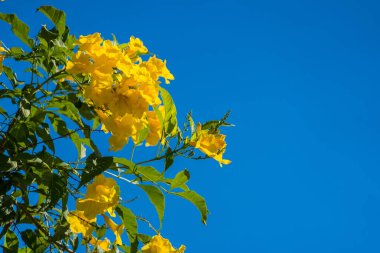 Beautiful yellow flowers and beautiful blue sky.